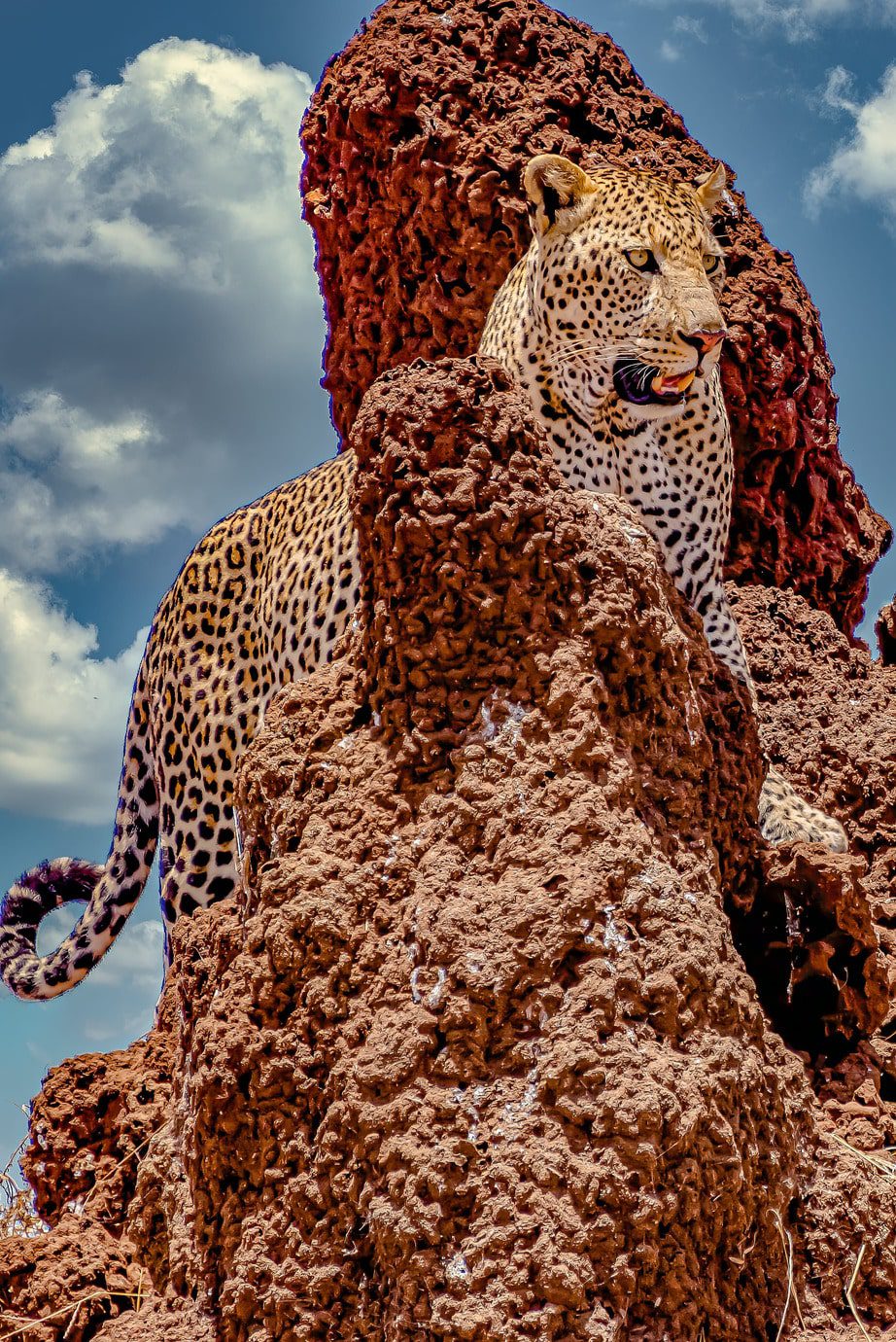 african-leopard-climbing-rocky-cliff-cloudy-sky-min