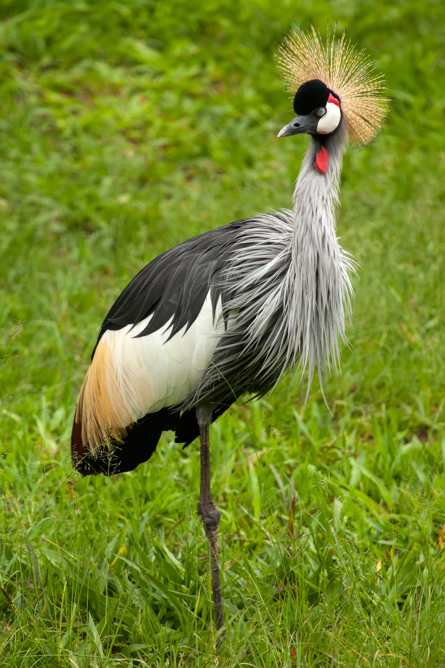 black-crowned-crane-balearica-pavonina-min